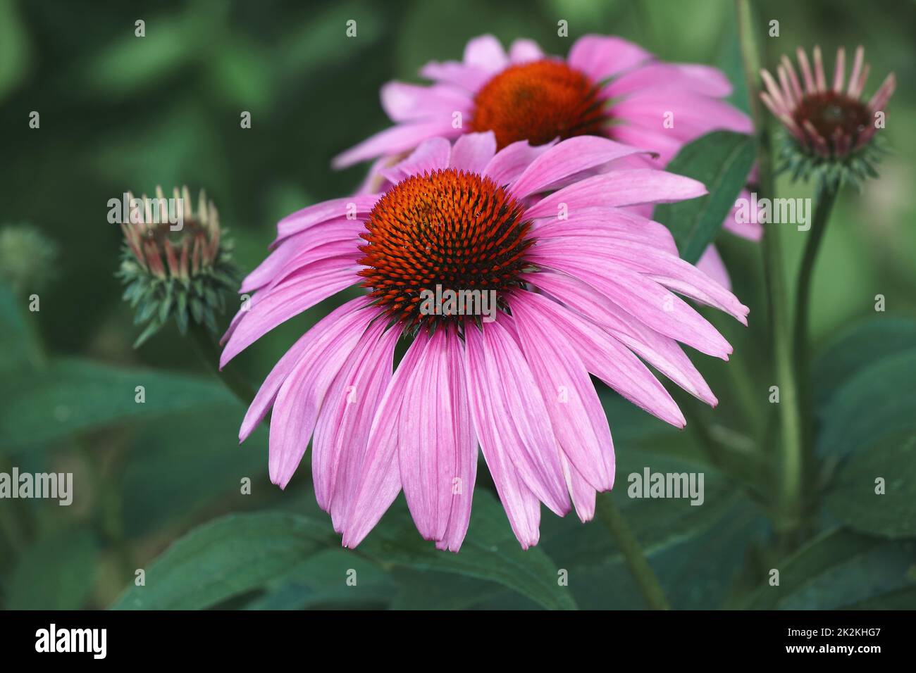 Nahaufnahme von Purple Coneflowers Stockfoto