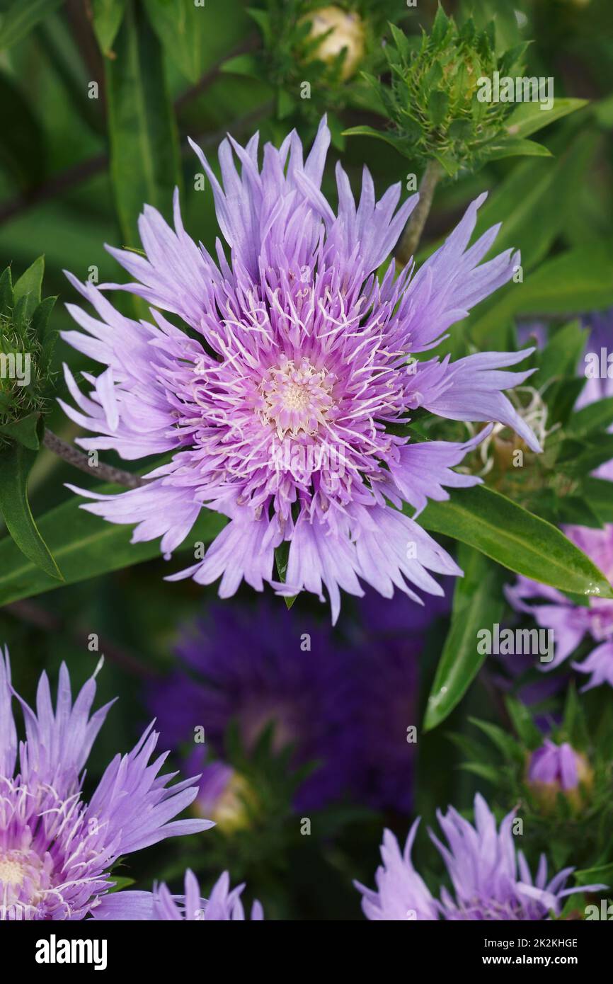 Nahaufnahme von Stockesien-Blumen Stockfoto