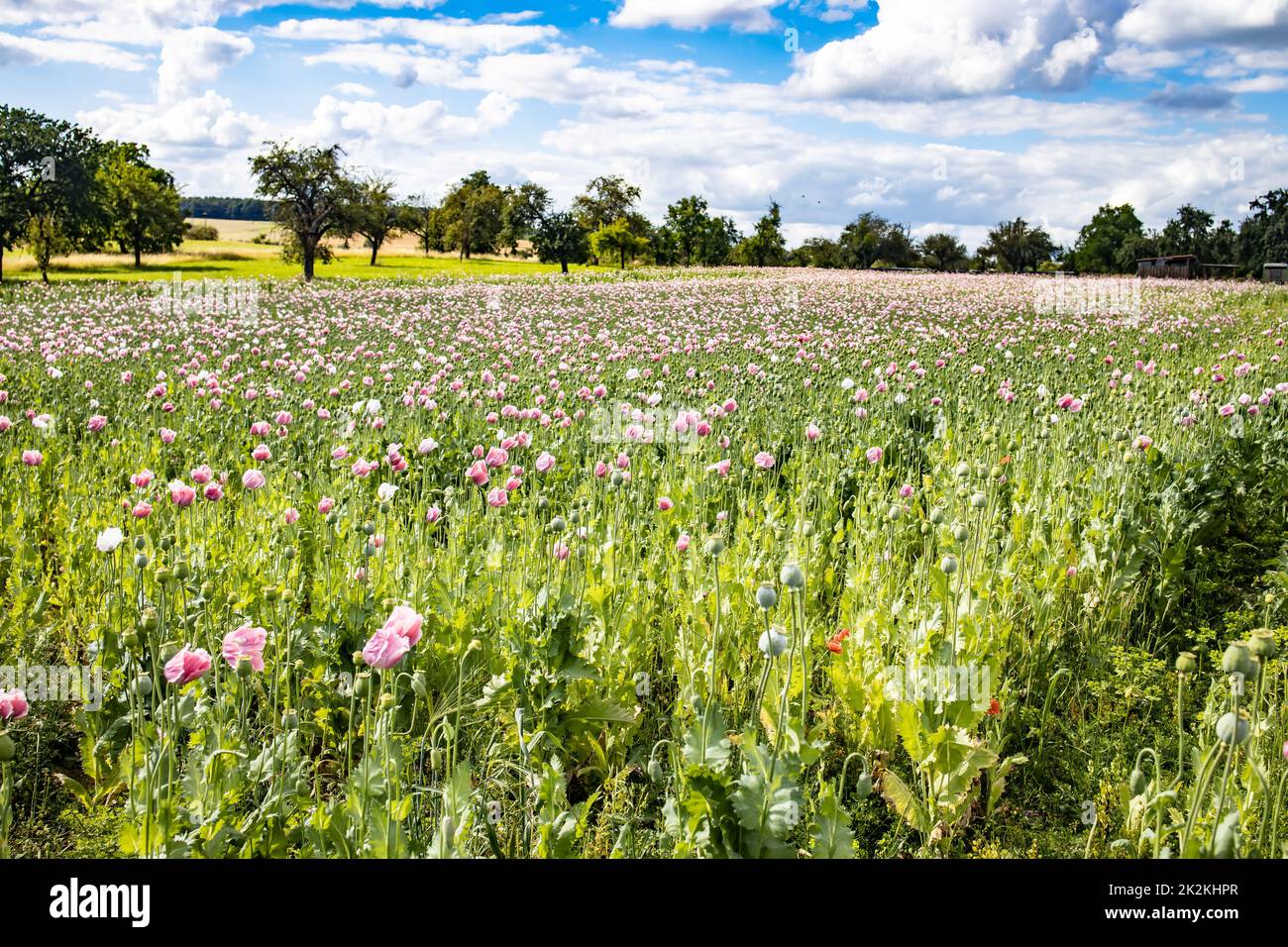 Rosa Mohnblumen auf Sommerwiesen Stockfoto