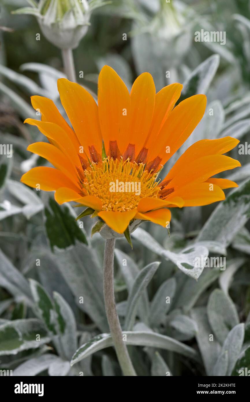Nahaufnahme der Schatzblume Stockfoto