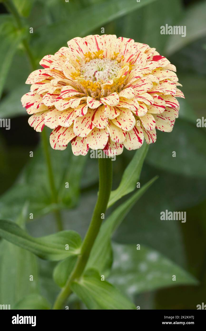 Nahaufnahme der Pfefferminzstäbchen-Zinnia-Blume Stockfoto