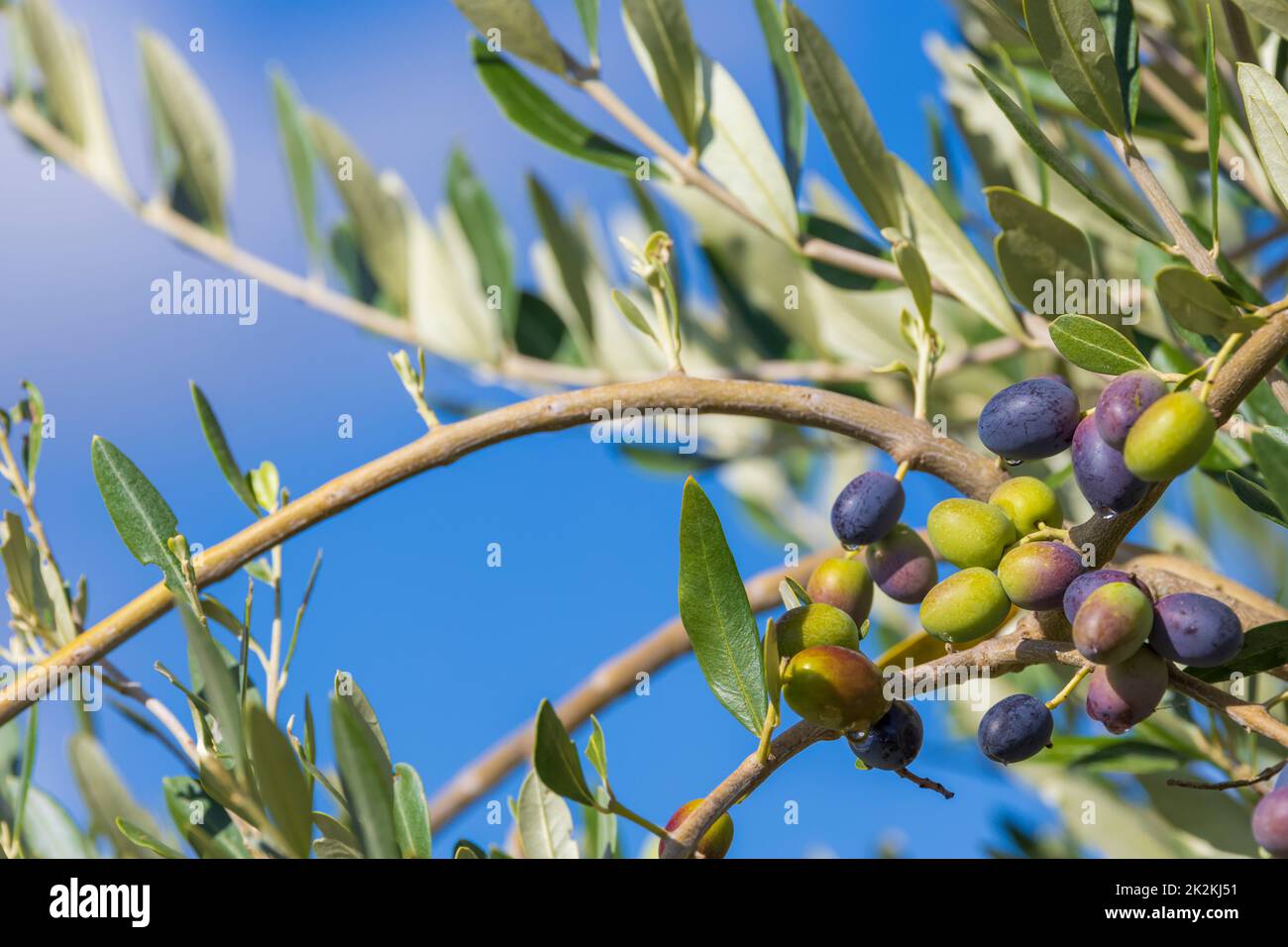 Toskanischer Olivenbaum, Oliven in verschiedenen Stadien der Reifung, weicher Fokus Hintergrund Stockfoto