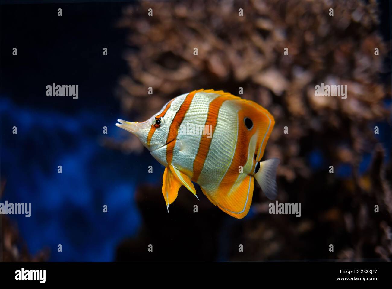 Copperband Butterflyfish Chelmon rostratus Stockfoto
