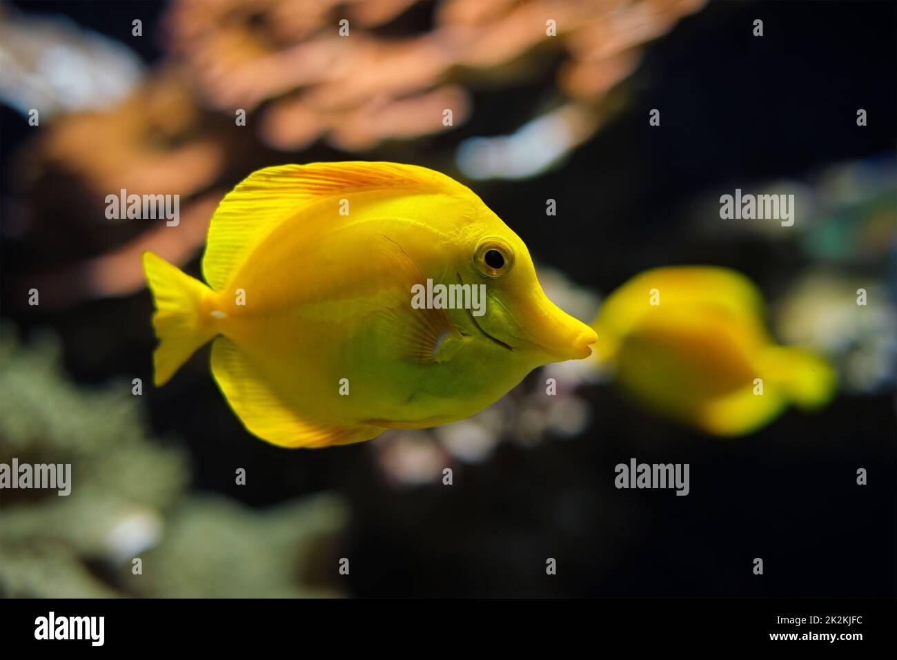 Yellow tang Zebrasoma flavescens Fische unter Wasser im Meer Stockfoto