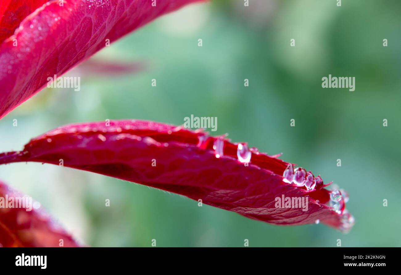 Rosenblätter mit Tautropfen Stockfoto