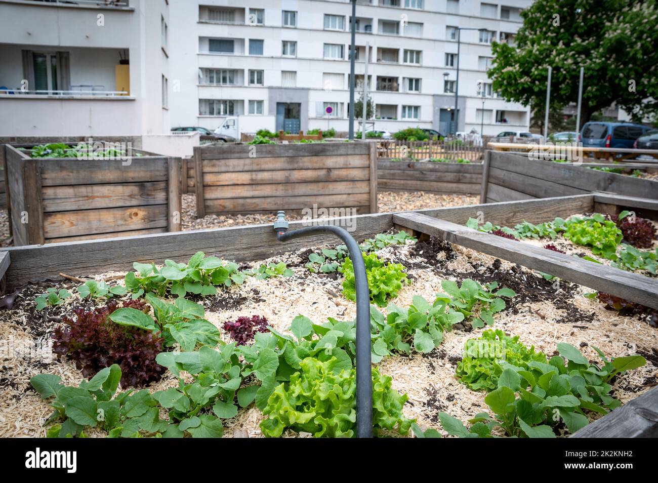 Gemüsebehälter im Garten in einer Stadt Stockfoto