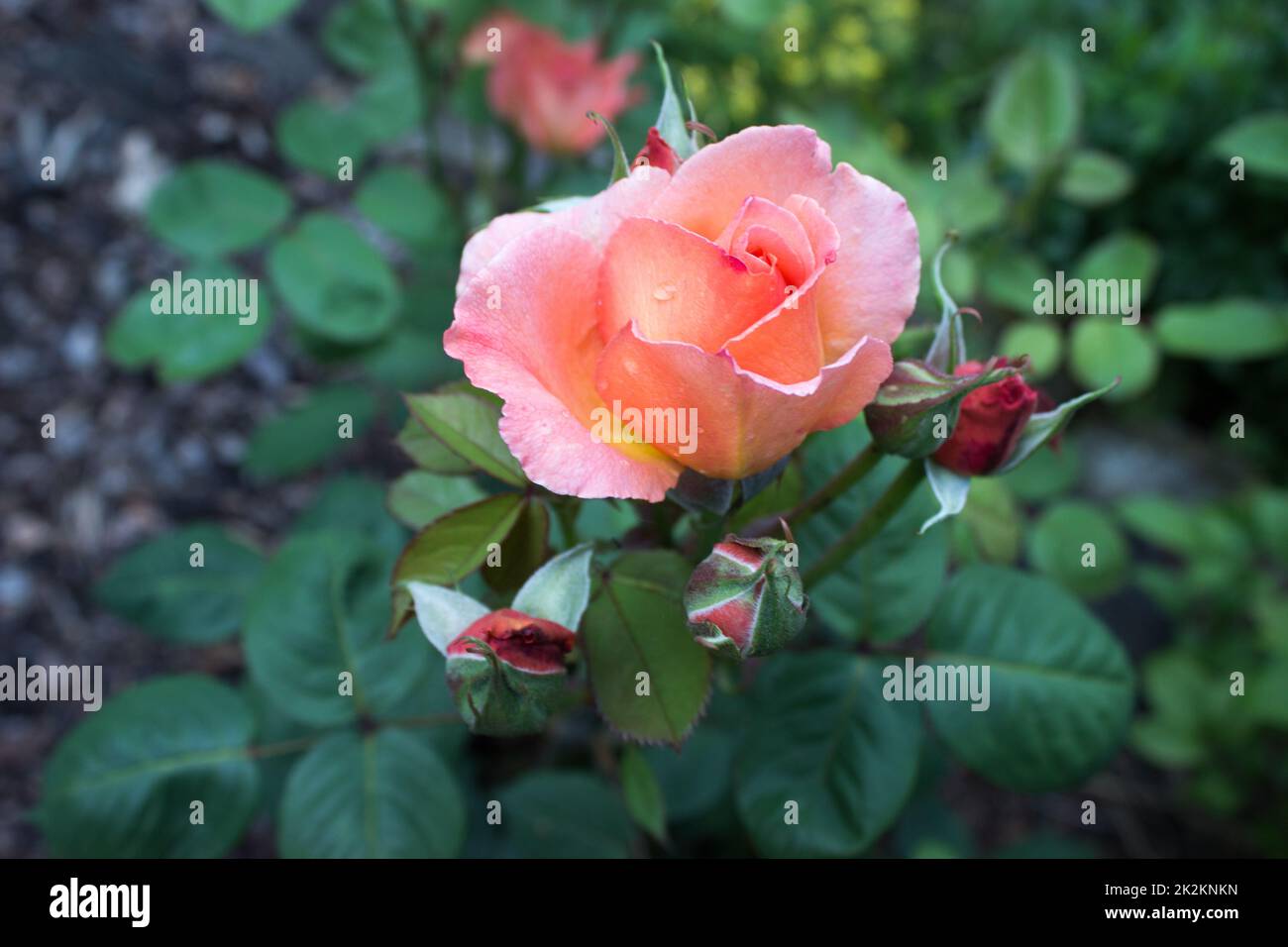 Schöne rosa Rose im Garten Stockfoto