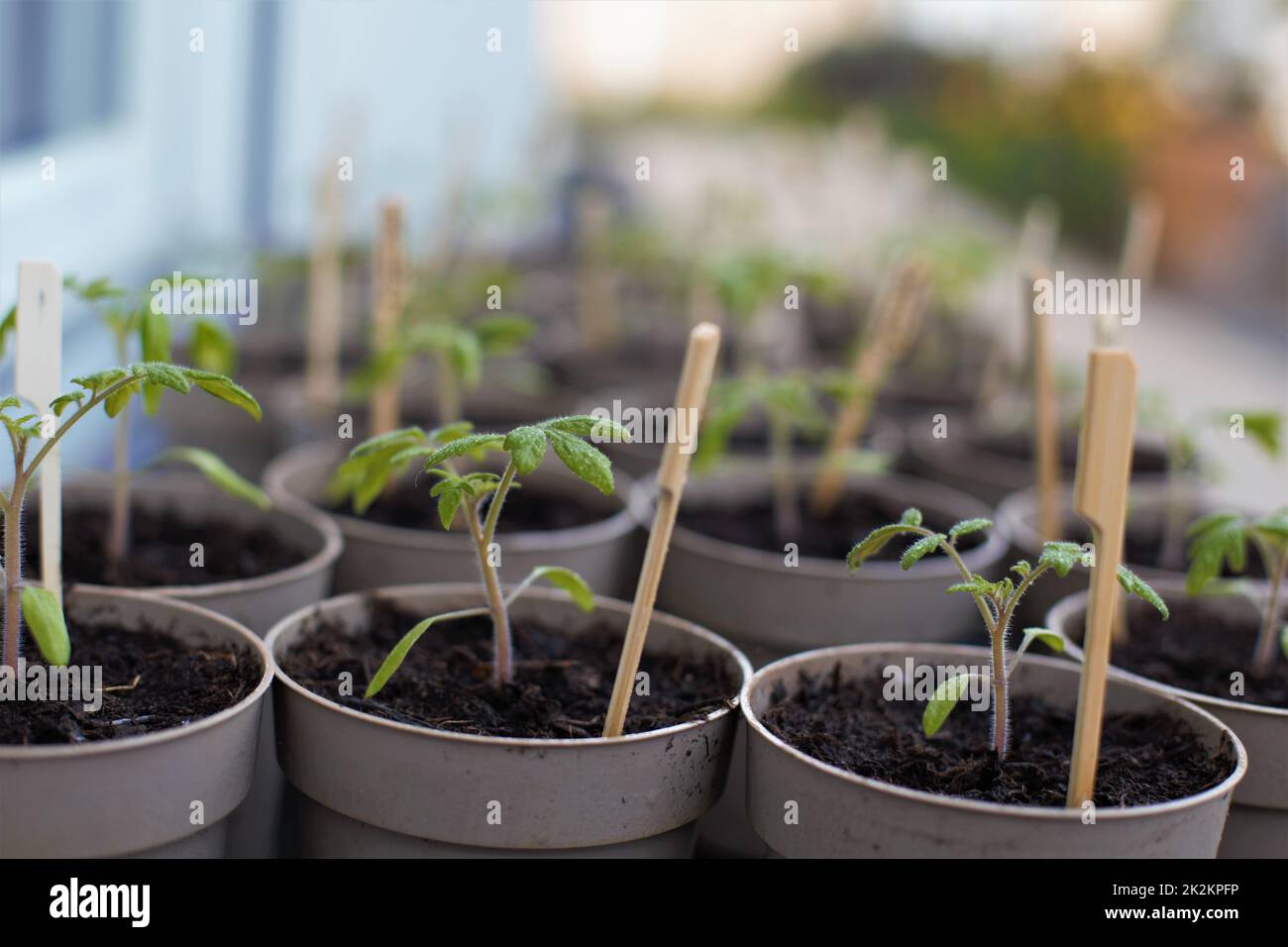 Junge Tomatenpflanzen wachsen Stockfoto