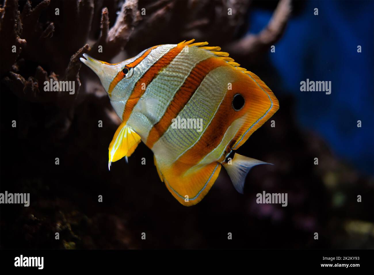 Copperband Butterflyfish Chelmon rostratus Stockfoto