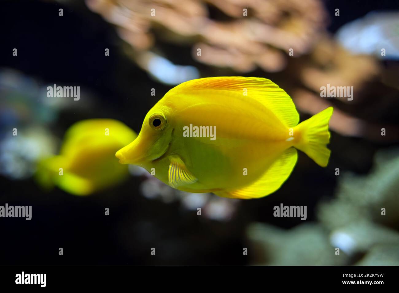 Yellow tang Zebrasoma flavescens Fische unter Wasser im Meer Stockfoto