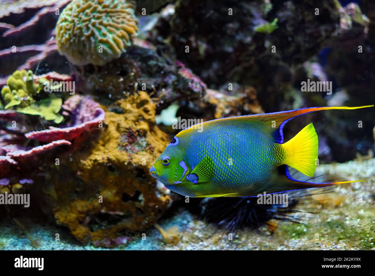 Königinnenangelfisch Holacanthus ciliaris aka der blaue Engelfisch, der goldene Engelfisch oder der gelbe Engelfisch im Meer Stockfoto