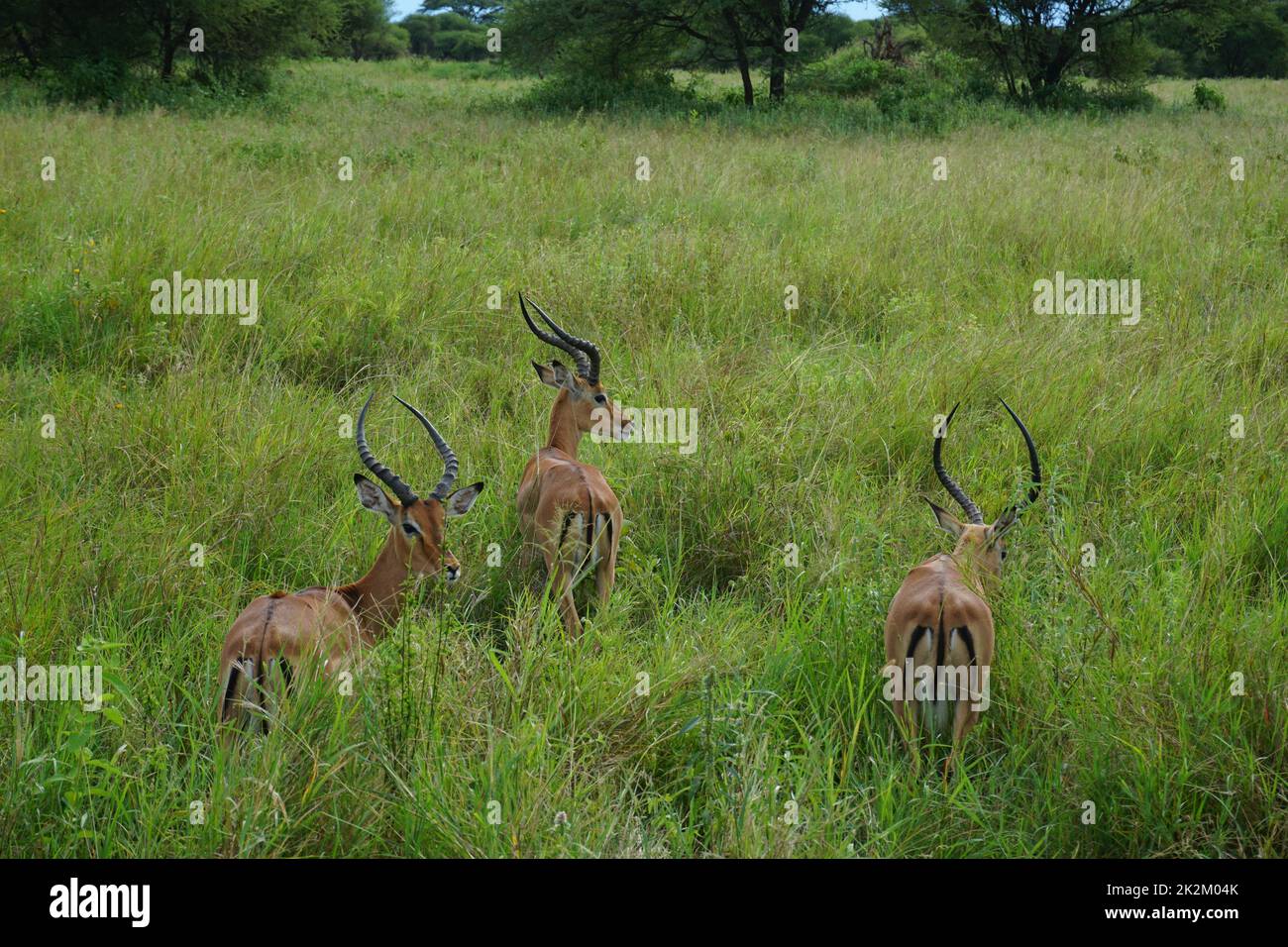 Drei weibliche Impala-Antilopen warten im hohen Gras, Tarangire-Nationalpark Stockfoto