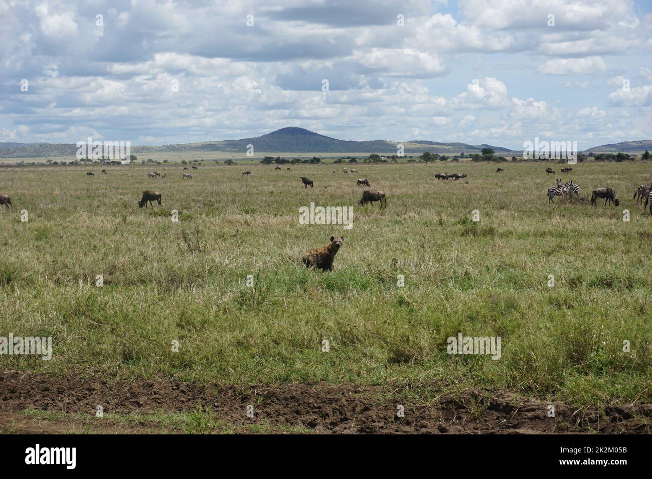 Hyänen, die das Grasland der Serengeti erkunden Stockfoto