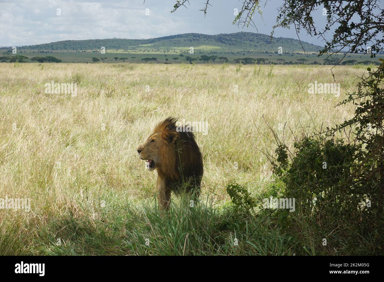 Männlicher Löwe, beobachtet die Umgebung der Serengeti Stockfoto