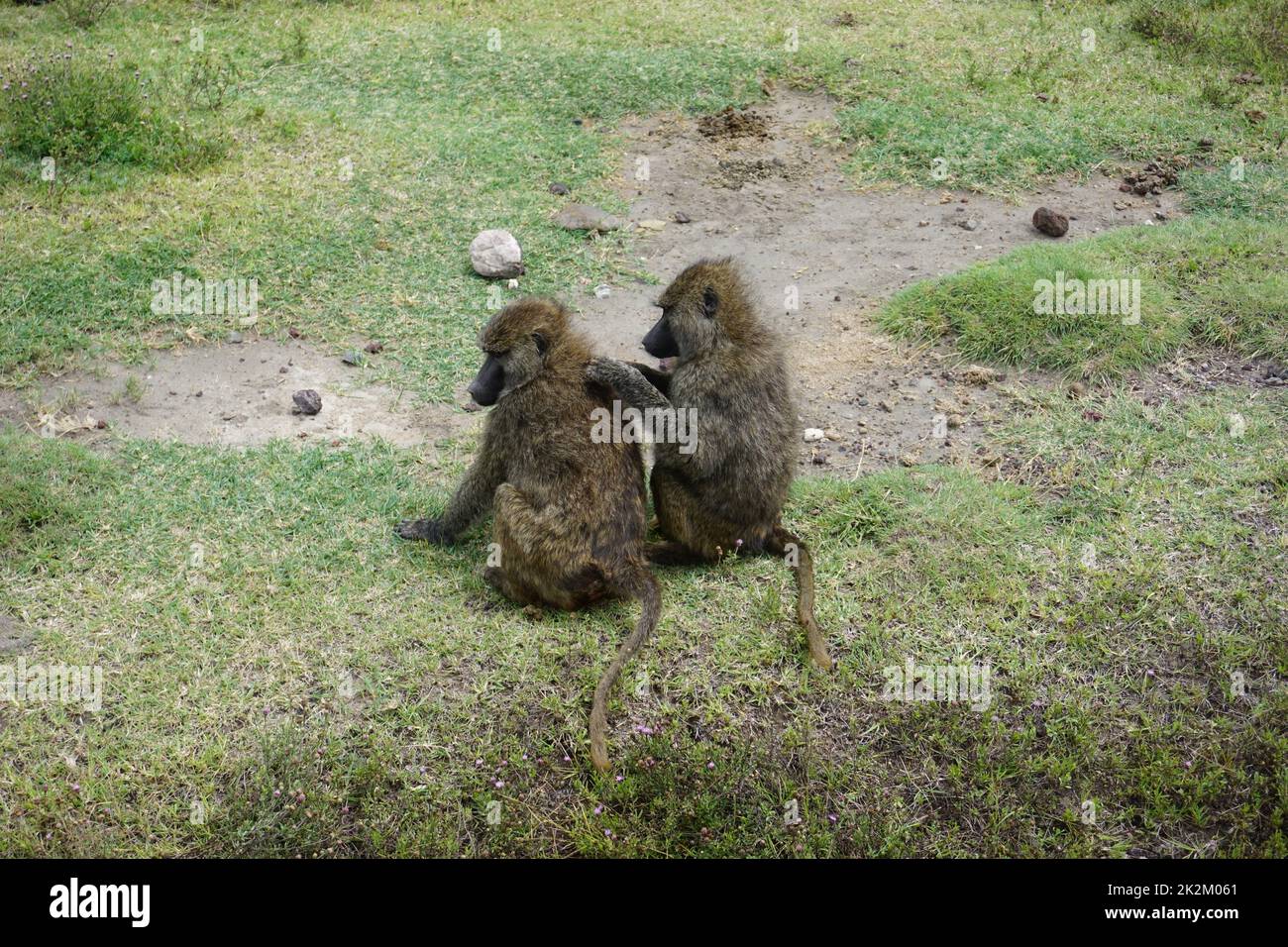 Zwei Affen, die sich im Ngorongoro-Krater verhassten Stockfoto