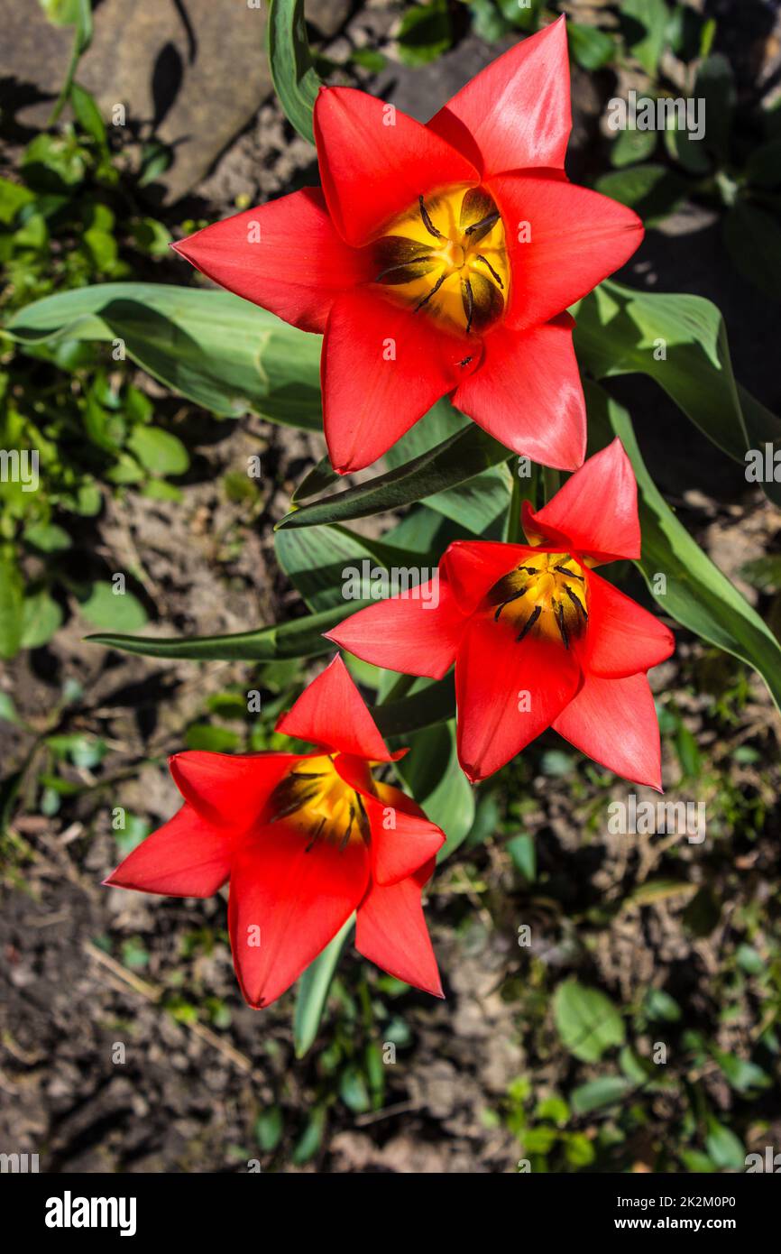 Die ersten Frühlings-Tulpen Stockfoto