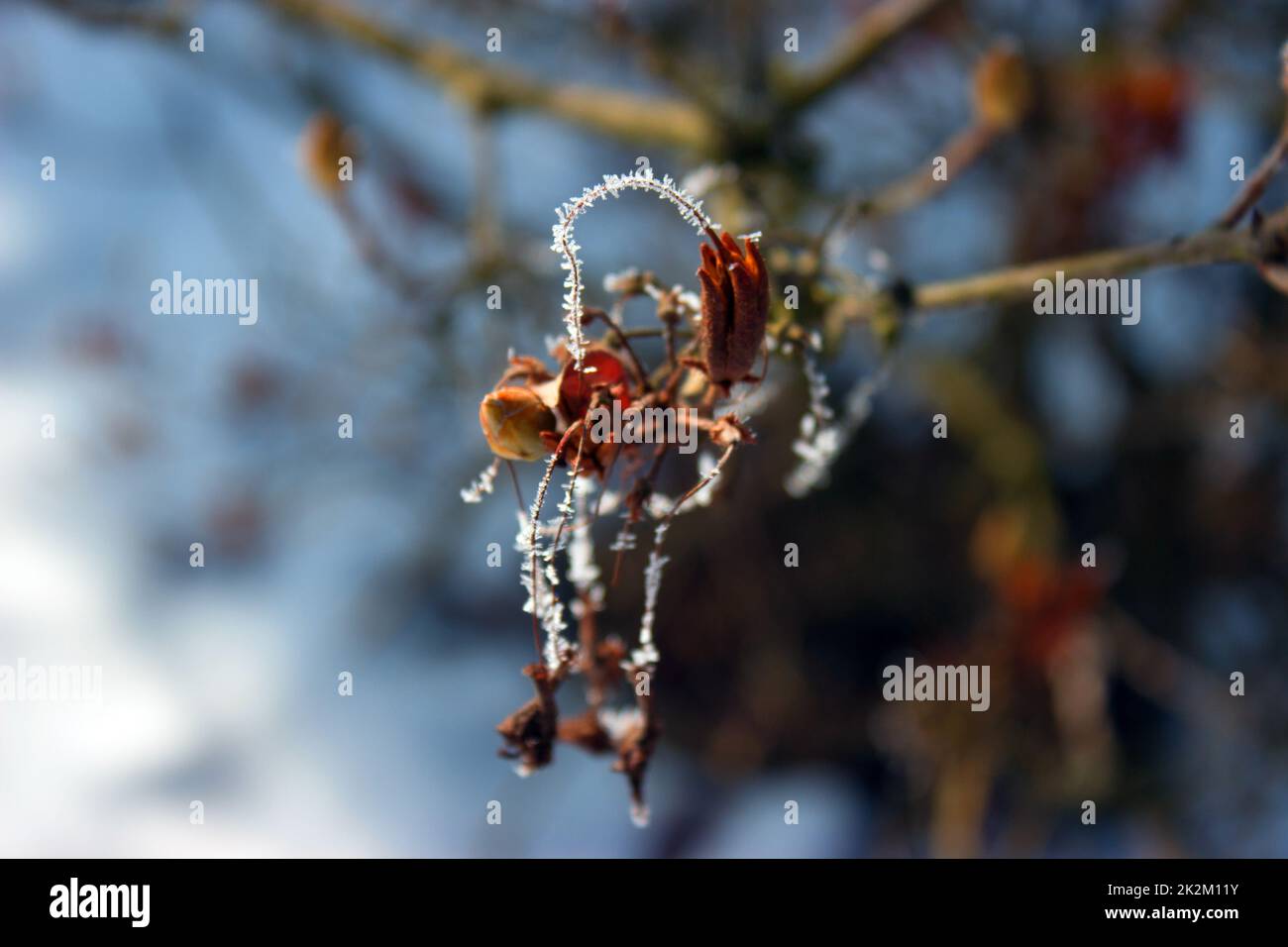 Heiserfrost auf einem Zweig. Stockfoto