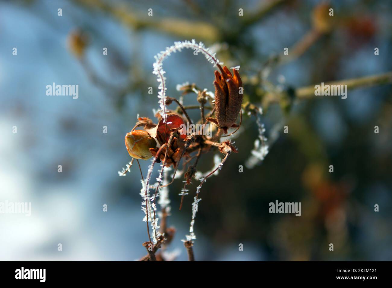 Heiserfrost auf einem Zweig. Stockfoto