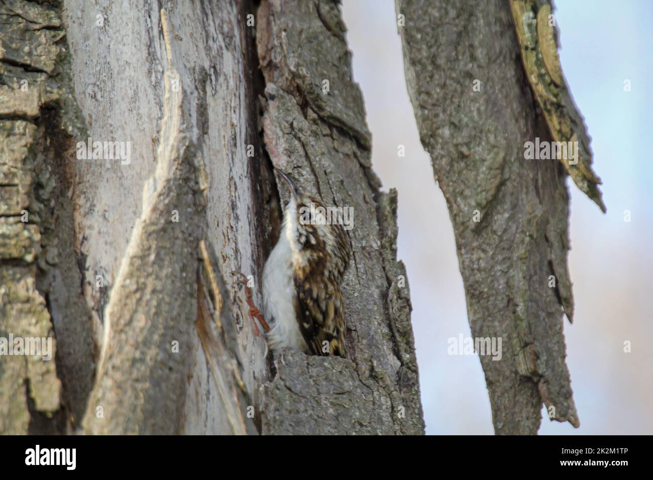 Certhia brachydactyla, ein Baumwächter im Garten, bringt Nistmaterial in das Nestloch Stockfoto