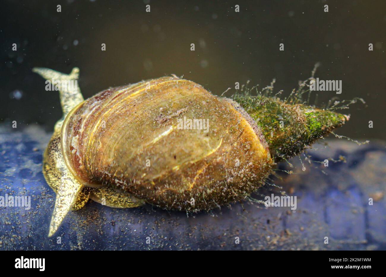 Spitzschlammschnecken - Lymnaea stagnalis im Teich ein muss. Stockfoto