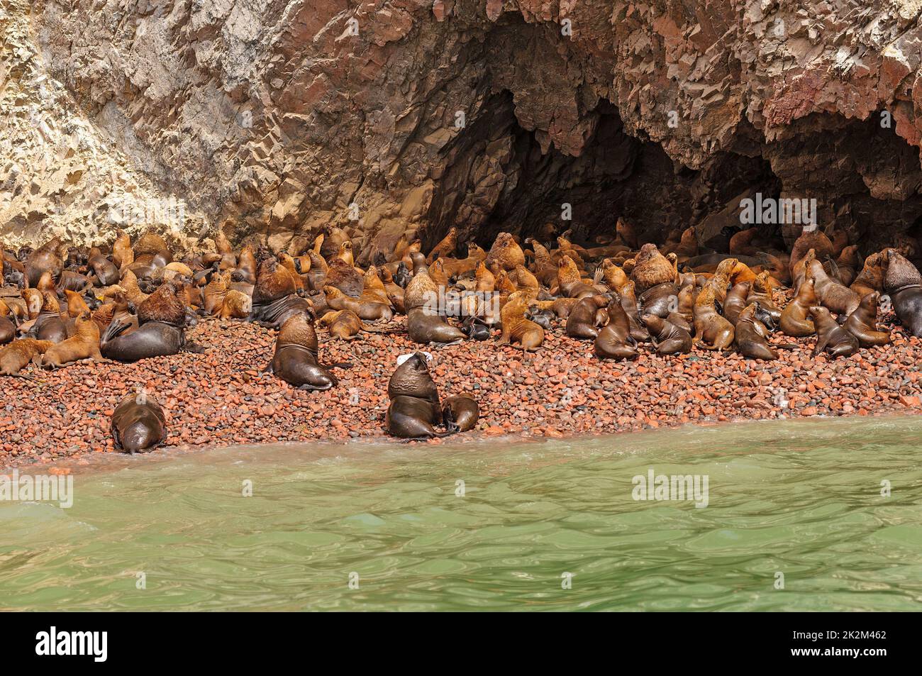 Südamerikanische Seelöwenkolonie auf einer abgelegenen Insel Stockfoto