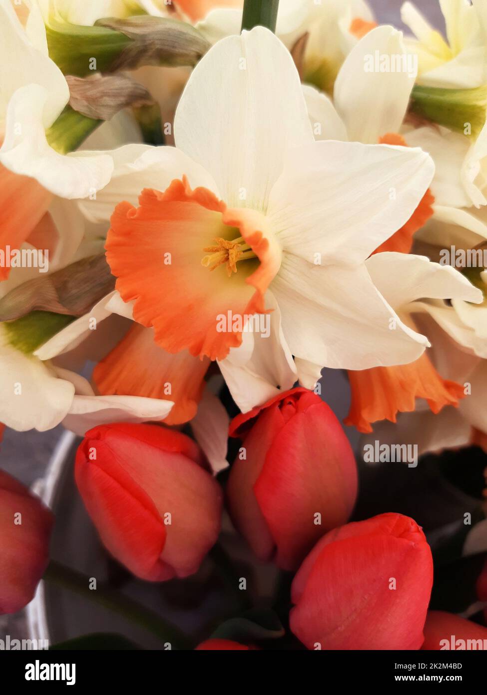 Nahaufnahme von Narzissen und Tulpen Stockfoto