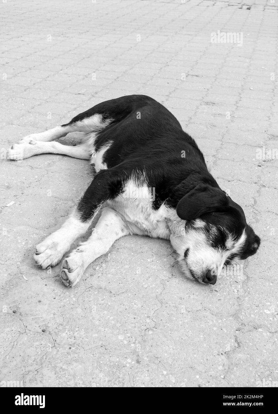 Hund liegt mit ausgestrecktem Hals - schlafender Hund aus der Nähe - müder Hund ruht sich aus Stockfoto