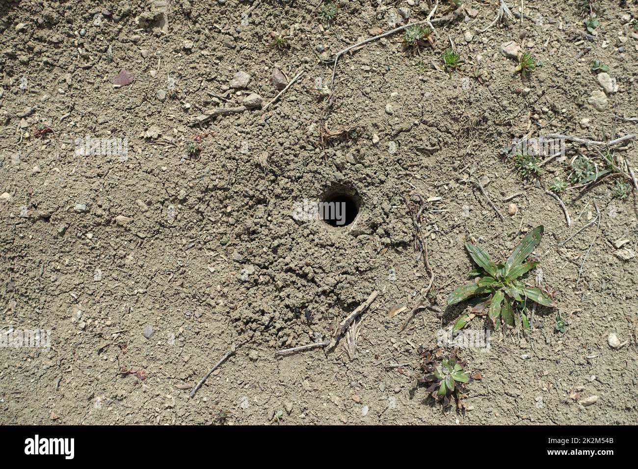 Natürliche Tiernester in der Natur, Nester im Boden, die von großen Insekten gebildet werden Stockfoto