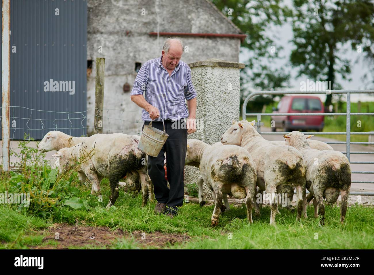 Kommen Sie und holen Sie sich Ihre Mittagspause. Aufnahme eines fröhlichen, reifen Bauern, der mit einer Herde Schafe geht und sie füttert, während er einen Eimer hält. Stockfoto