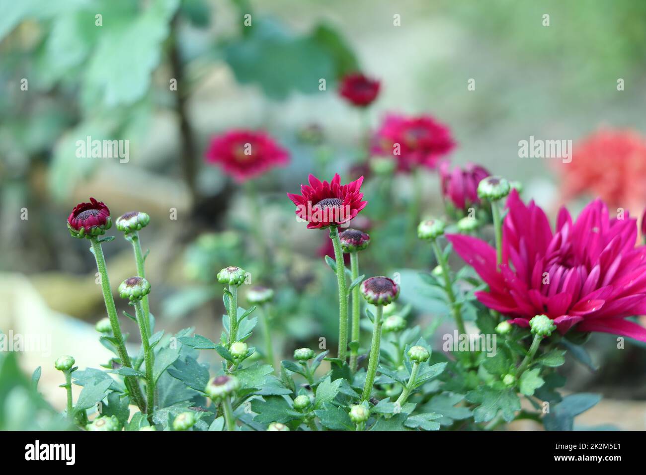 Rosa Chrysanthemen Stockfoto