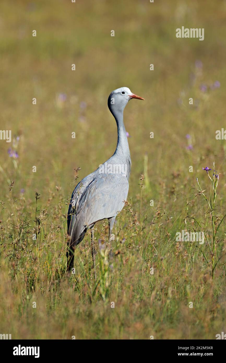 Blauer Kran im Grasland - Südafrika Stockfoto