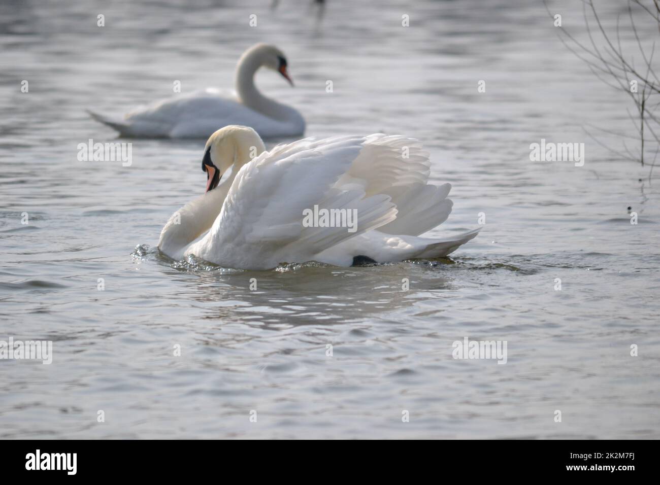 Ein Paar weiße Schwäne schwebt auf dem Wasser. Ein Paar weiße Schwäne gleiten über das von der Morgensonne beleuchtete Wasser. Stockfoto