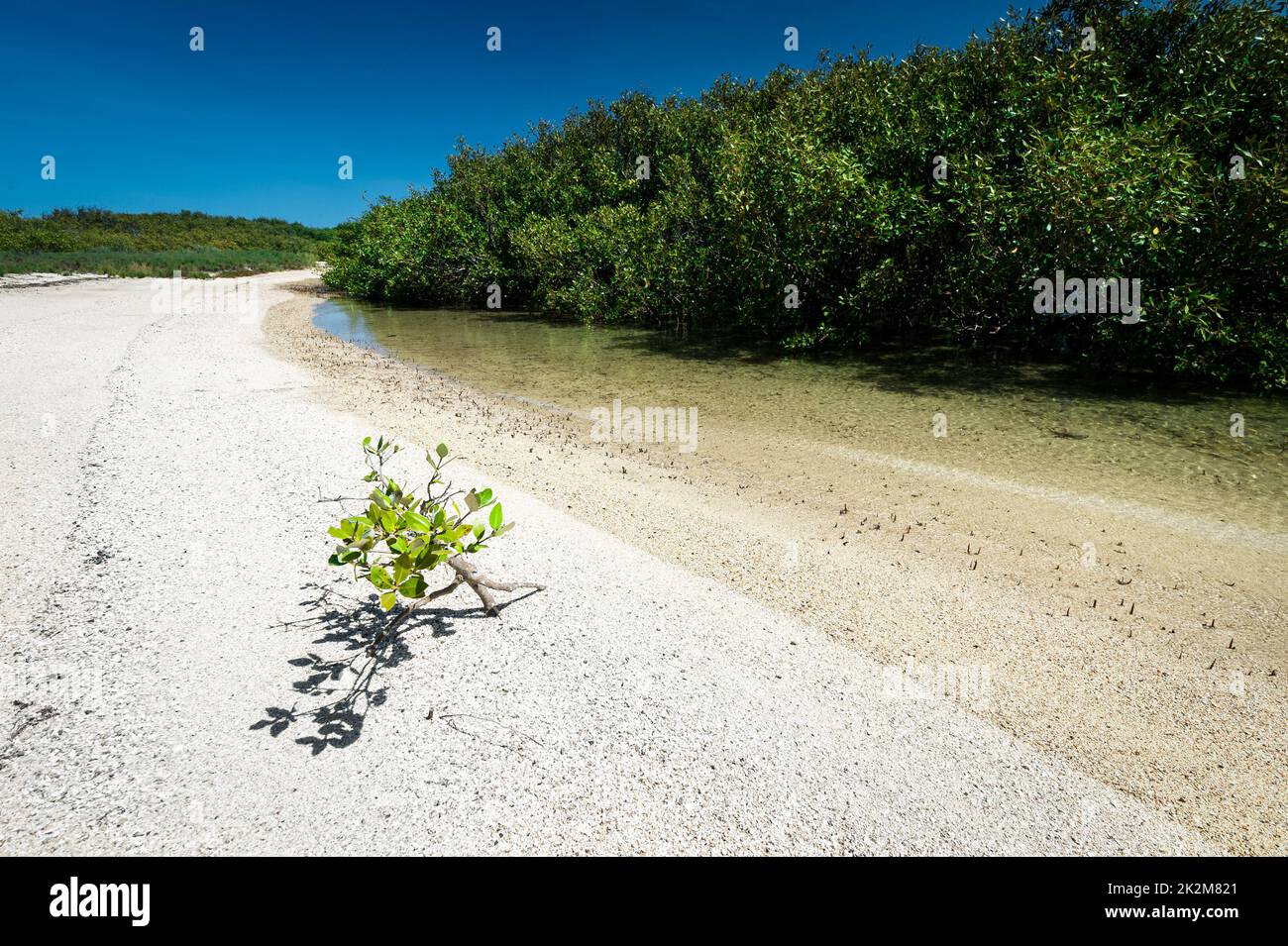 Mangrove Bay im tropischen Cape Range National Park. Stockfoto