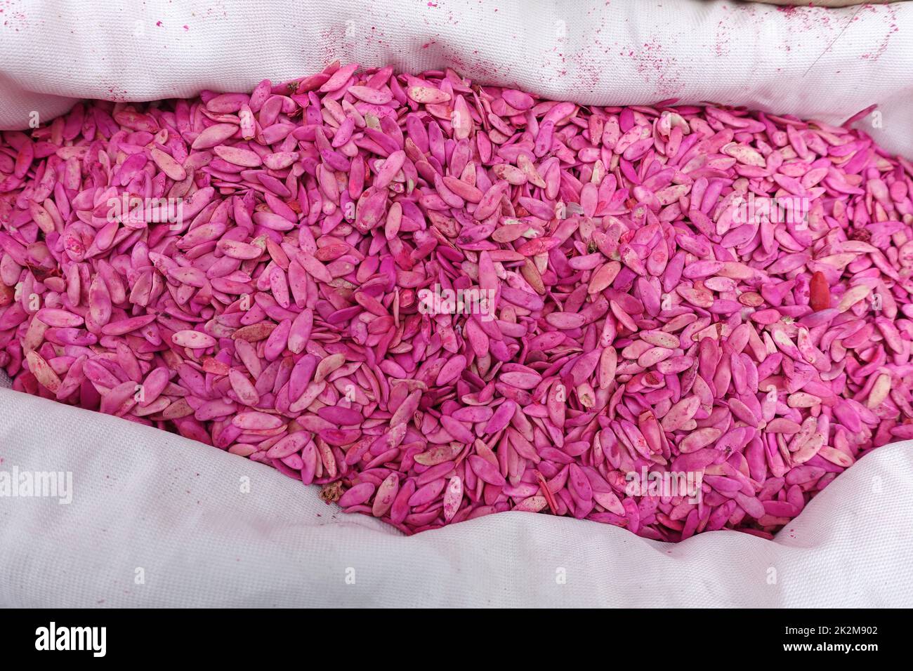 Ungepackte Gurkensamen, Bio-Samen in Tüten verkauft Stockfoto