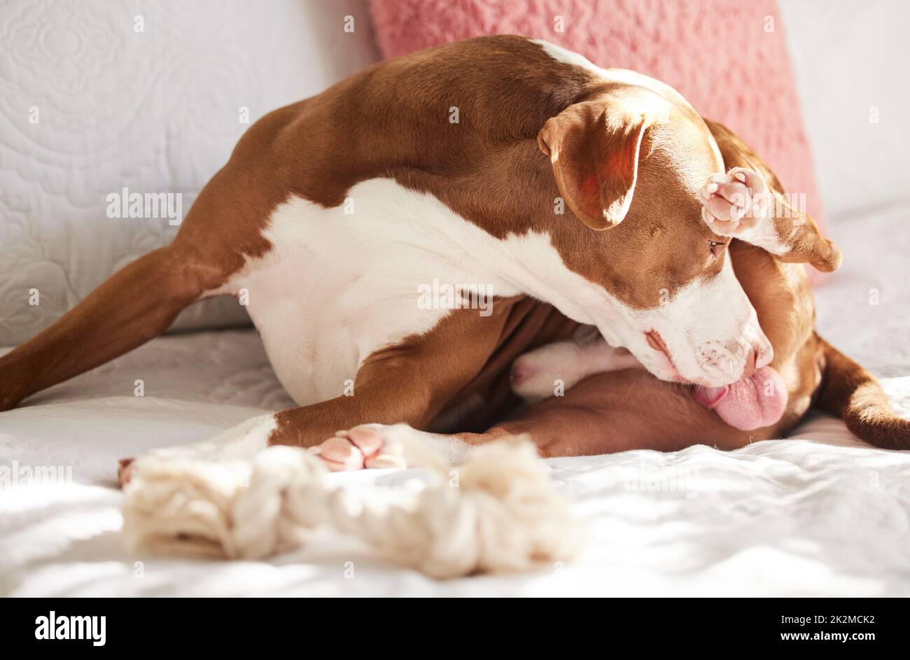 Manchmal vermisst Mama einen Fleck. Aufnahme eines süßen Hundes, der sich selbst beim Entspannen im Bett zu Hause anstöhnt. Stockfoto