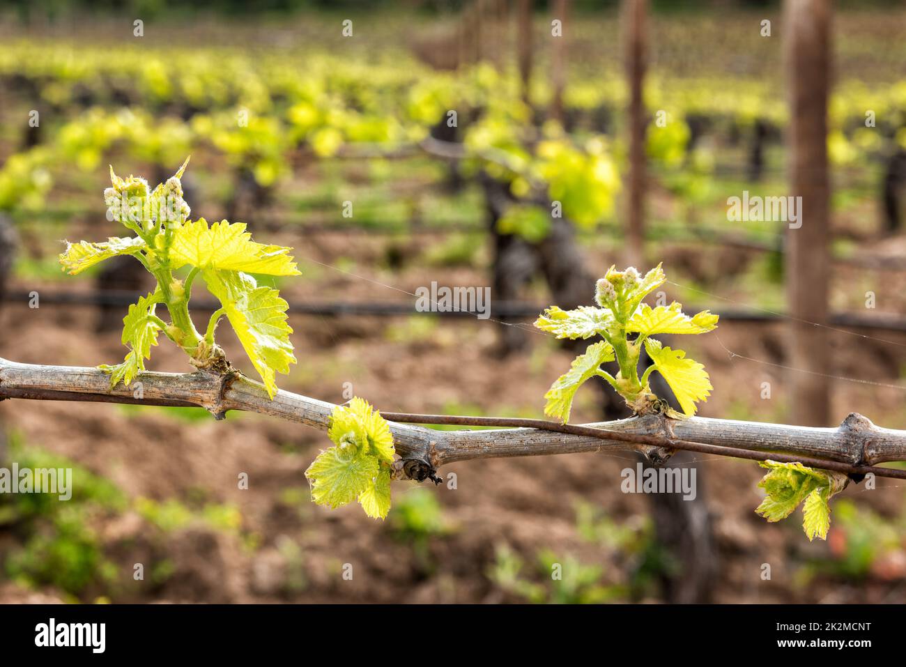 Junge Triebe auf den Zweigen der Rebe im Frühjahr. Landwirtschaft. Stockfoto