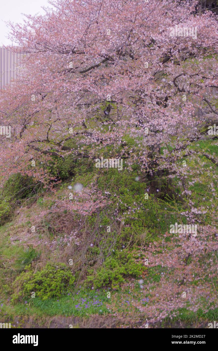 Bild der Kirschblüten von Chidorigafuchi Stockfoto