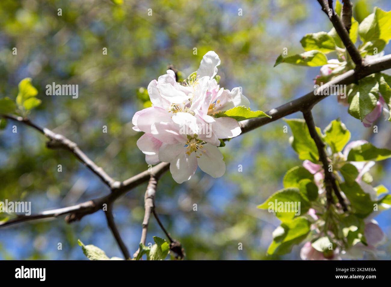 Eine Biene sammelt Pollen in Blüten eines sauren Kirschbaums. Stockfoto