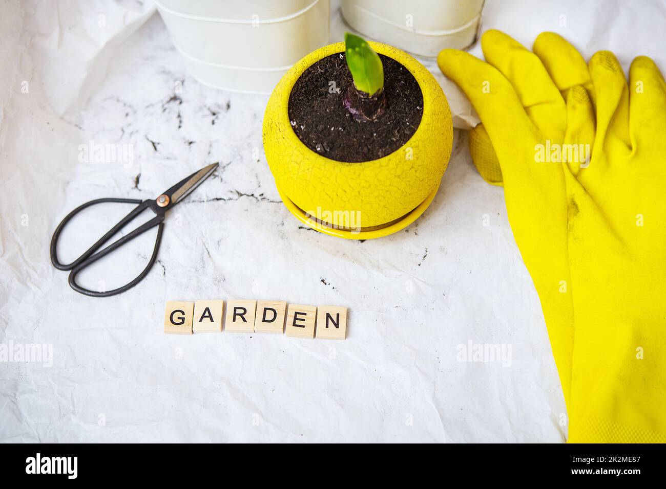 Transplantierte Hyazinthenzwiebeln in neuen Töpfen, vor dem Hintergrund von Gartenwerkzeugen, gelbe Handschuhe. Die Inschrift ist Garten. Stockfoto