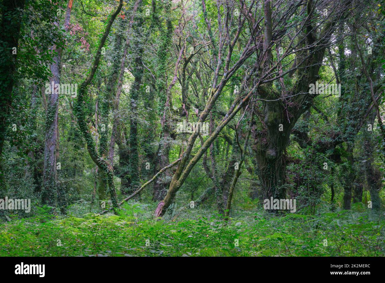 Timberland von außergewöhnlich alten Eichen mit viel Grün in der Landschaft von Lugo Galicien gesichert Stockfoto