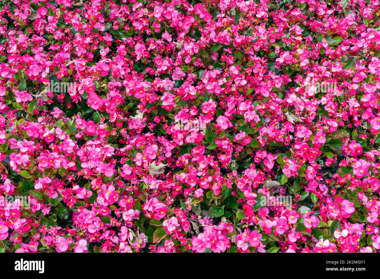 Begonia semperflorens eine jährlich im Sommer blühende Pflanze mit einer roten, rosafarbenen Sommerblüte, die allgemein als Wachs-Begonia bekannt ist, Stockfoto Stockfoto