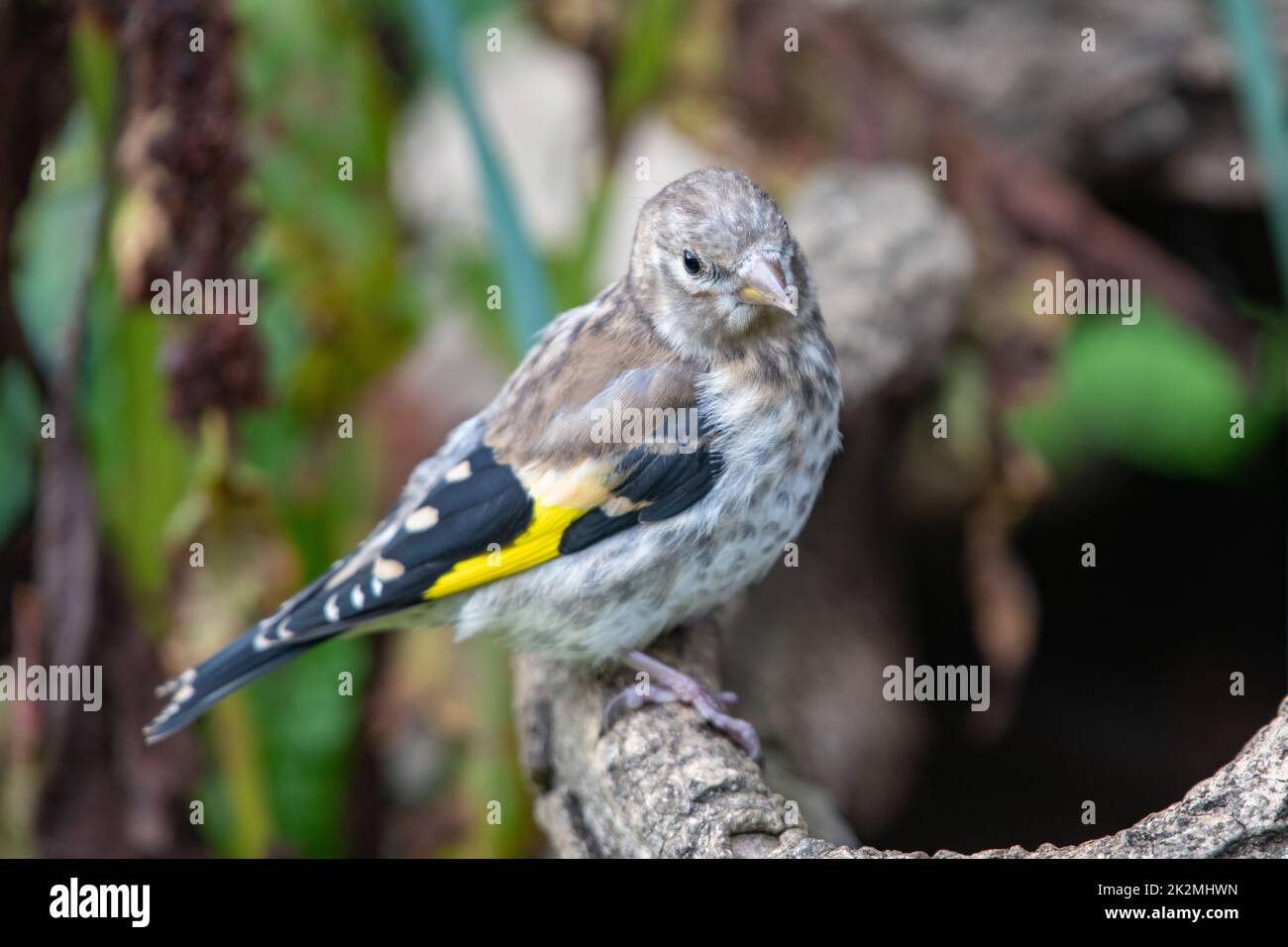 Jugendgoldfink, Carduelis carduelis Stockfoto