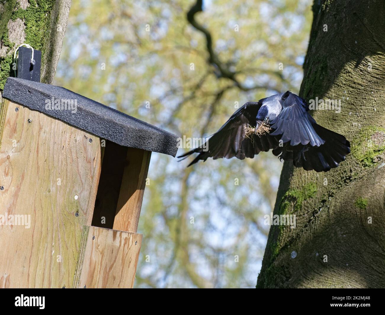 Dohlen (Corvus monedula) fliegen zu einem Nistkasten mit einem Schnauze voller Tierhaare, um sein Nest zu säumen, Wiltshire, UK, März. Stockfoto