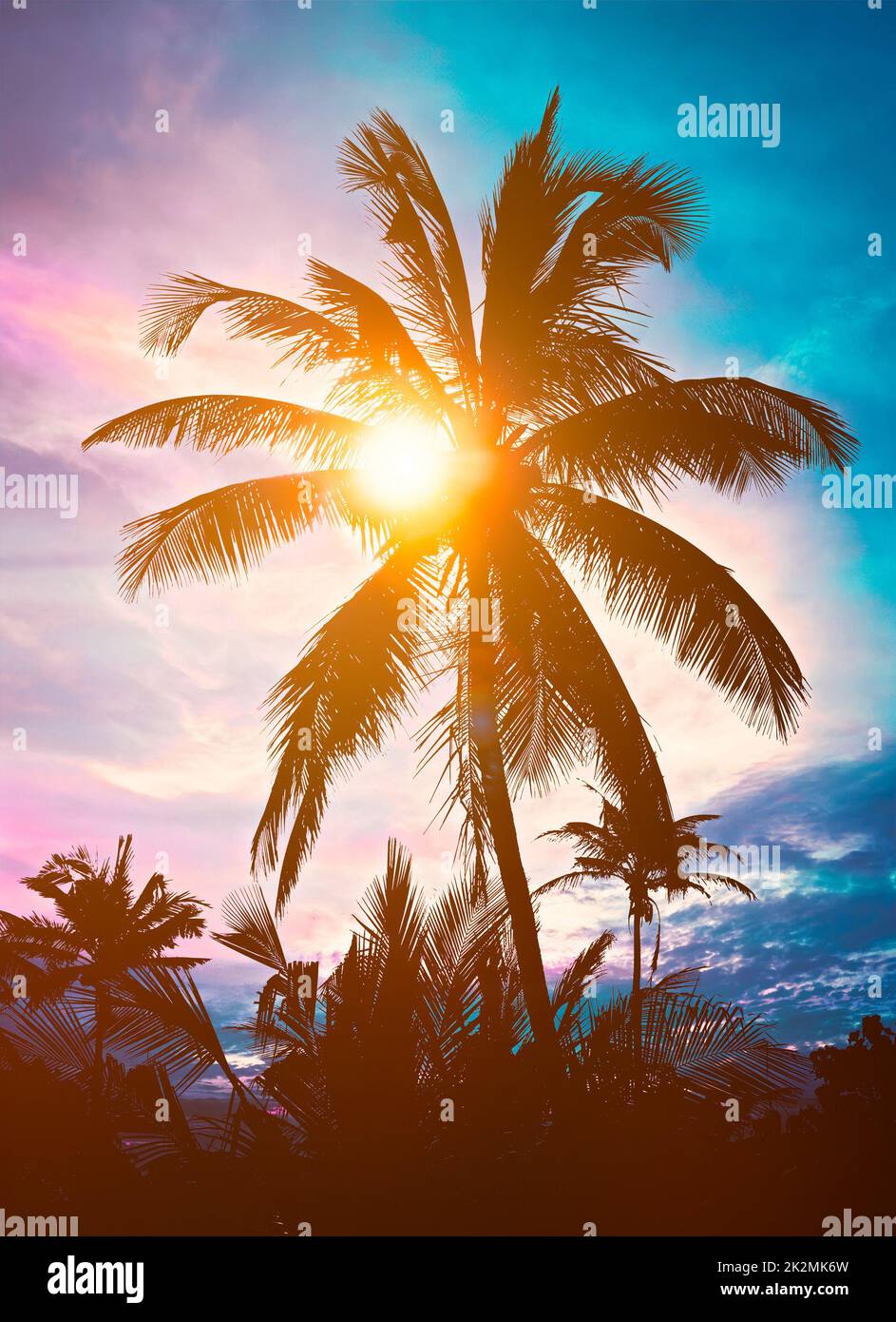 Palme im Sonnenuntergang Stockfoto