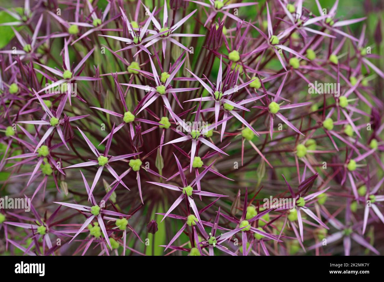 Lila knoblauchblume in Nahaufnahme Stockfoto