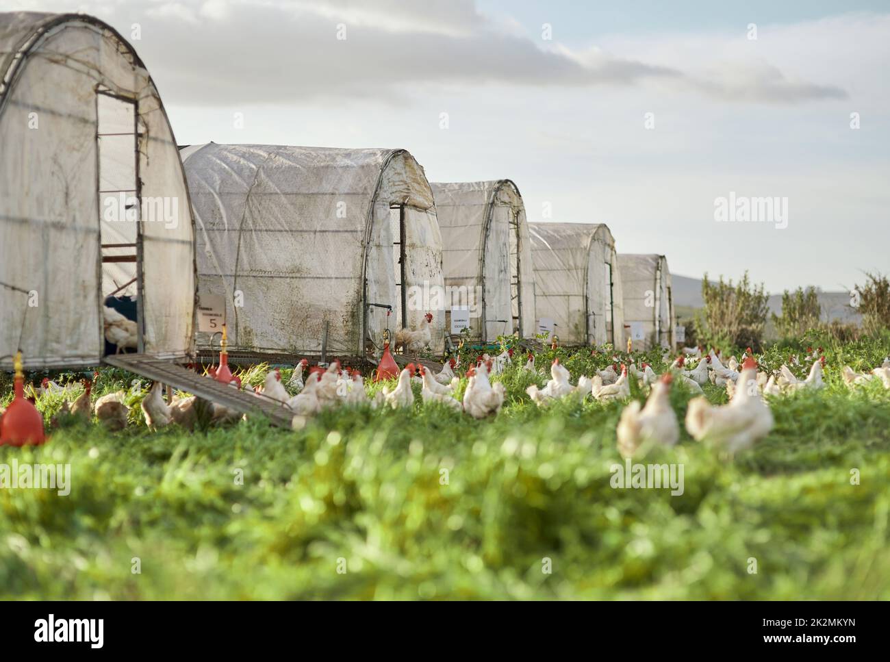 Hier müssen die Hühner ihren Urlaub verbringen. Aufnahme von Hühnern und einem Hühnerhaus auf einem Bauernhof. Stockfoto