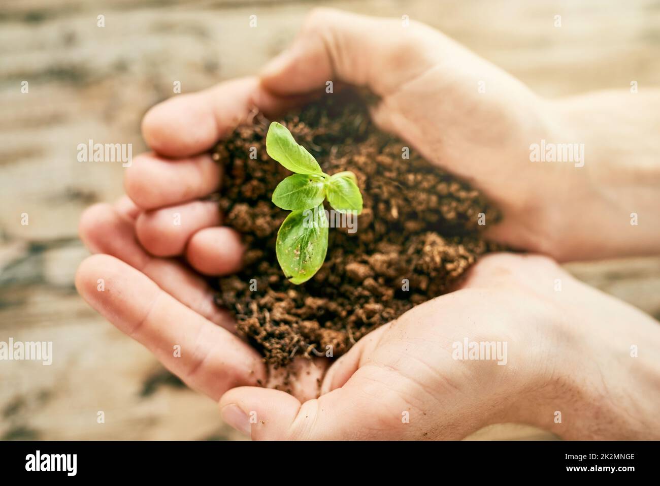 Grün ist der Weg zu gehen. Nahaufnahme einer Person, die eine Pflanze hält, die aus dem Boden wächst. Stockfoto