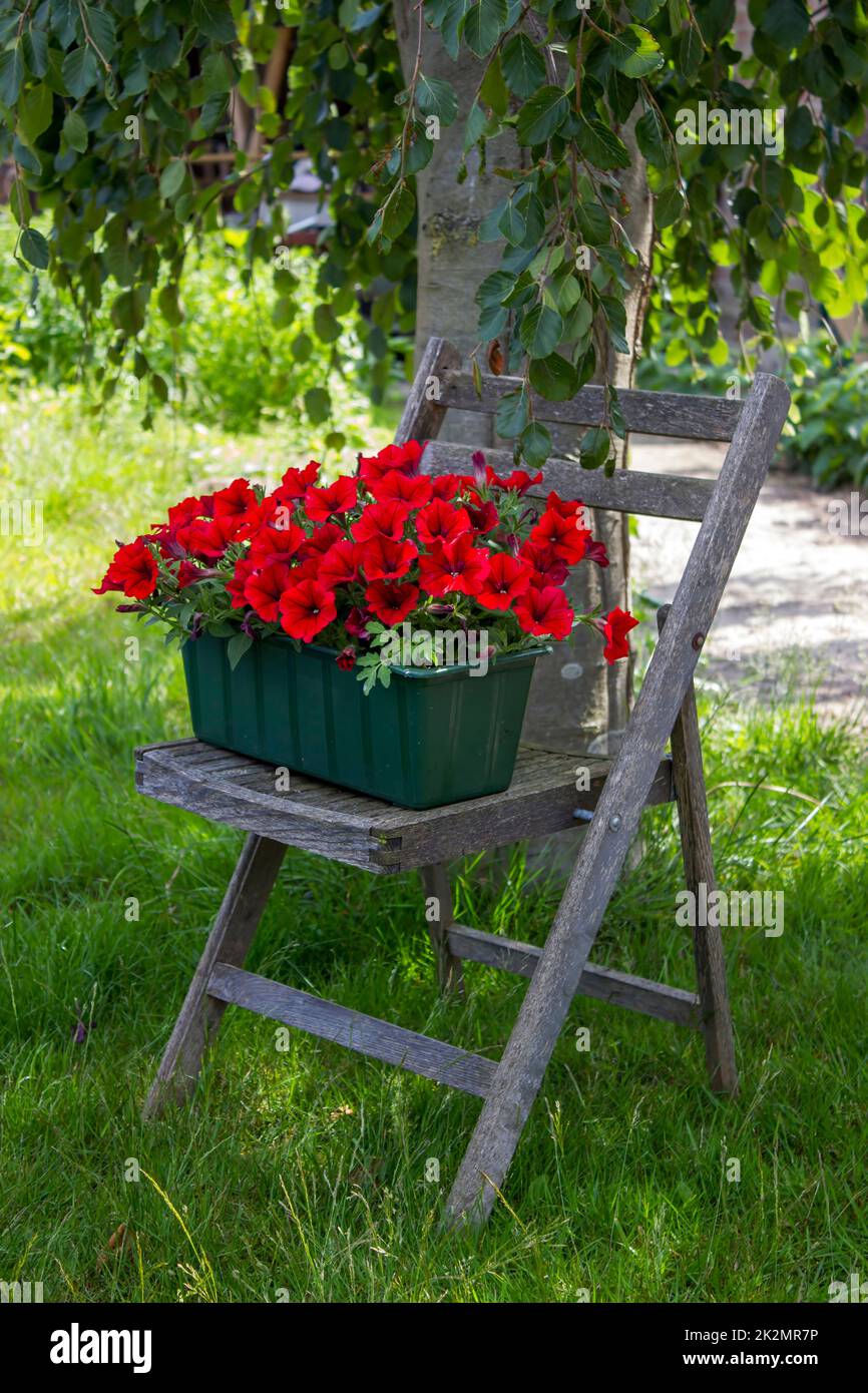 Rote Petunia-Blumen auf altem Stuhl im Garten Stockfoto