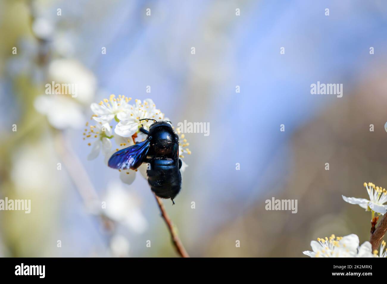 Ein Porträt einer blau-schwarzen Holzbiene (Xylocopa violacea), einer sogenannten echten Biene. Stockfoto