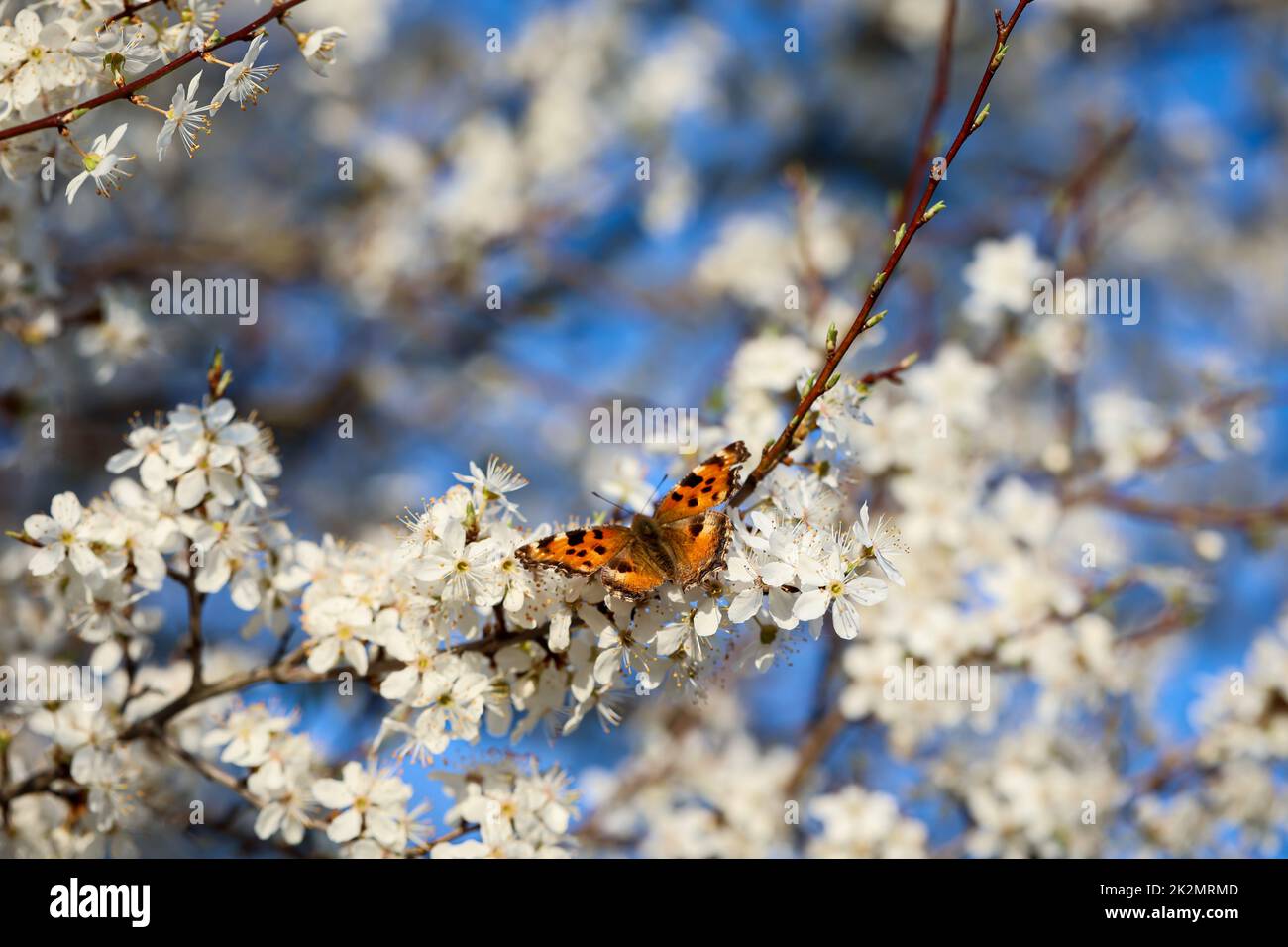 Der kleine Fuchs-Schmetterling auf den Blumen eines Obstbaums. Stockfoto